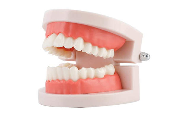 Standard Adult Teeth Model (Side View) - First Choice Dental Supplies