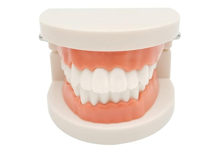 Standard Adult Teeth Model (Info) - First Choice Dental Supplies