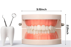 Standard Adult Teeth Model (Dimensions) - First Choice Dental Supplies