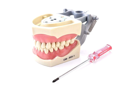 Dental Anatomy Typodont Educational Model 860 with Columbia Removable Teeth