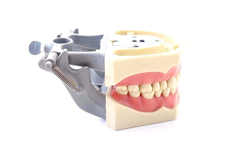 Dental Anatomy Typodont Educational Model 860 with Columbia Removable Teeth (Left Side View)