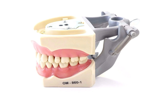 Dental Anatomy Typodont Educational Model 860 with Columbia Removable Teeth (Left Side View)